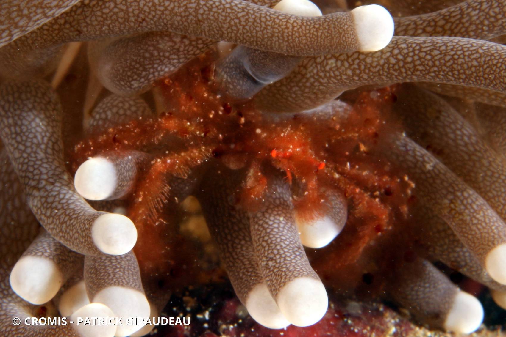 Crabe orang-outan