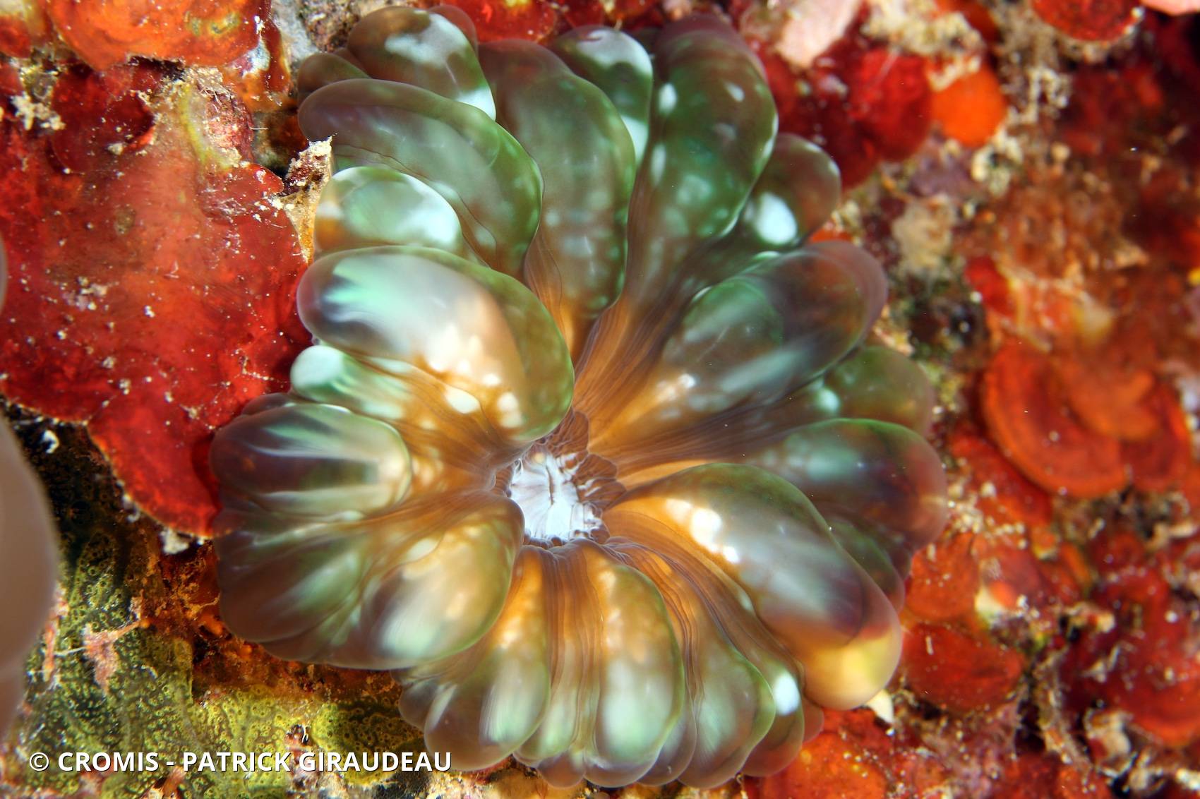 Corail à larmes