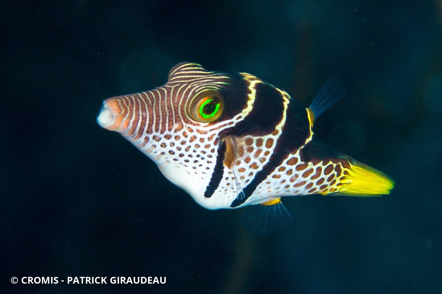 Canthigaster à selle noire