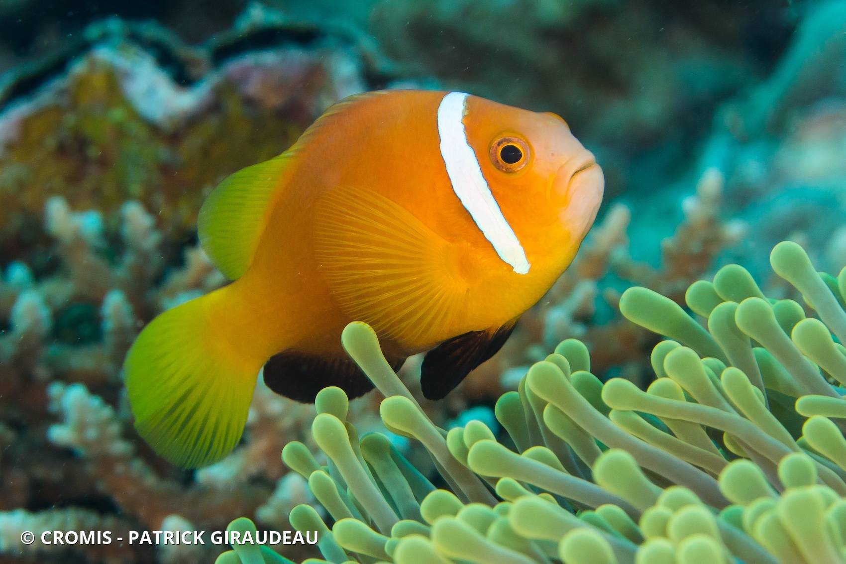 Poisson-clown des Maldives
