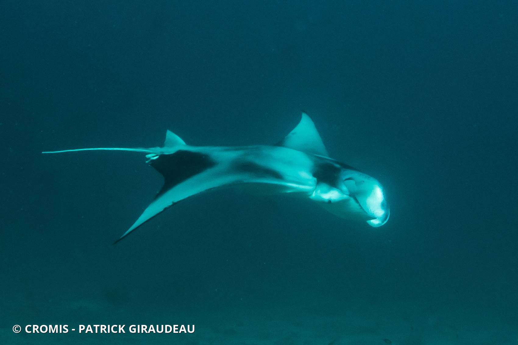 Manta des récifs