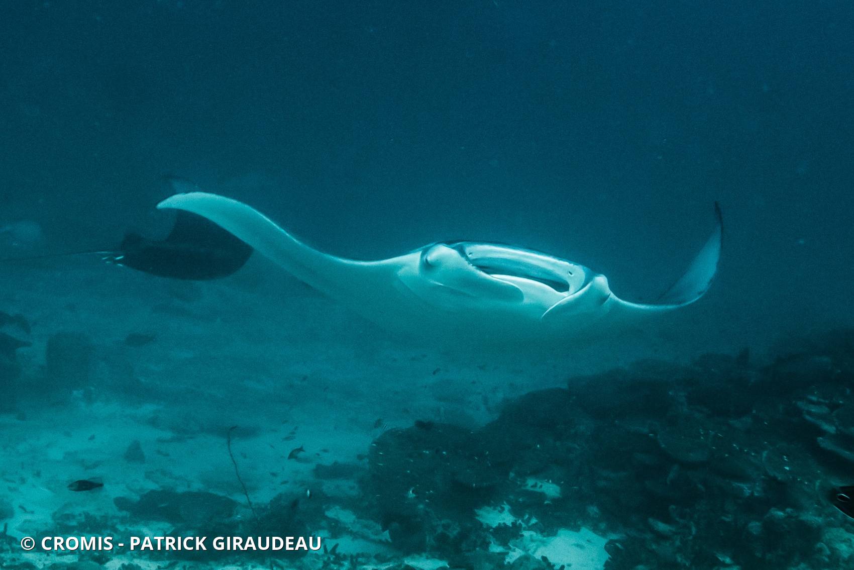 Manta des récifs
