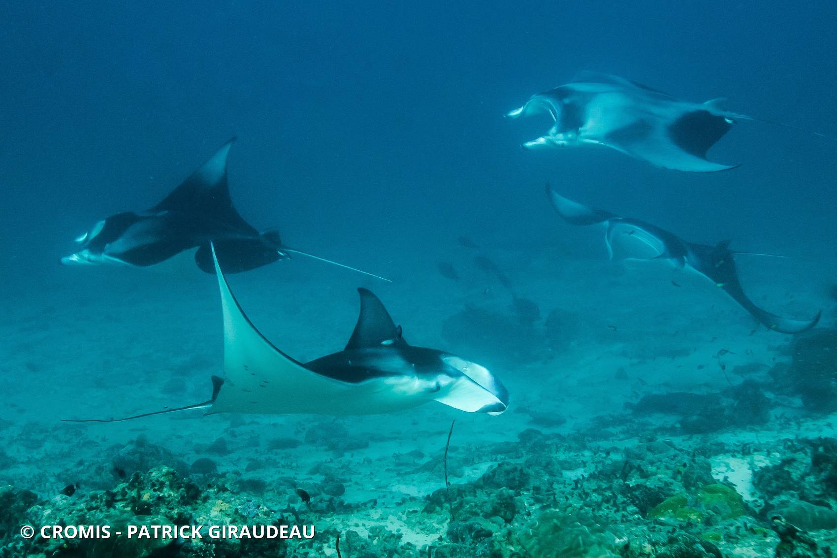 Manta des récifs