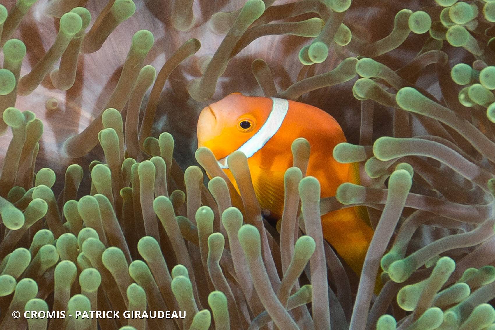 Poisson-clown des Maldives