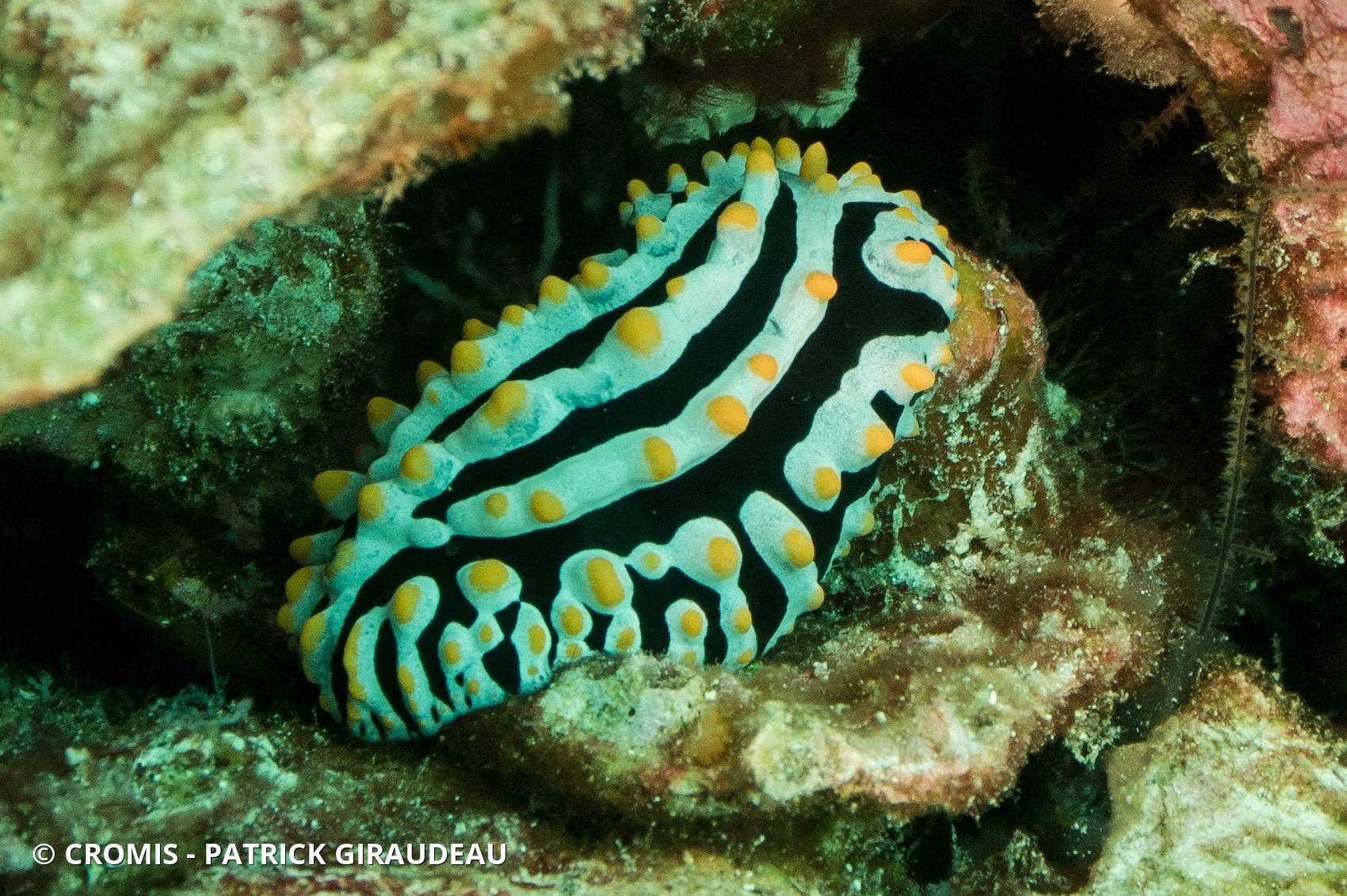 Phyllidie verruqueuse