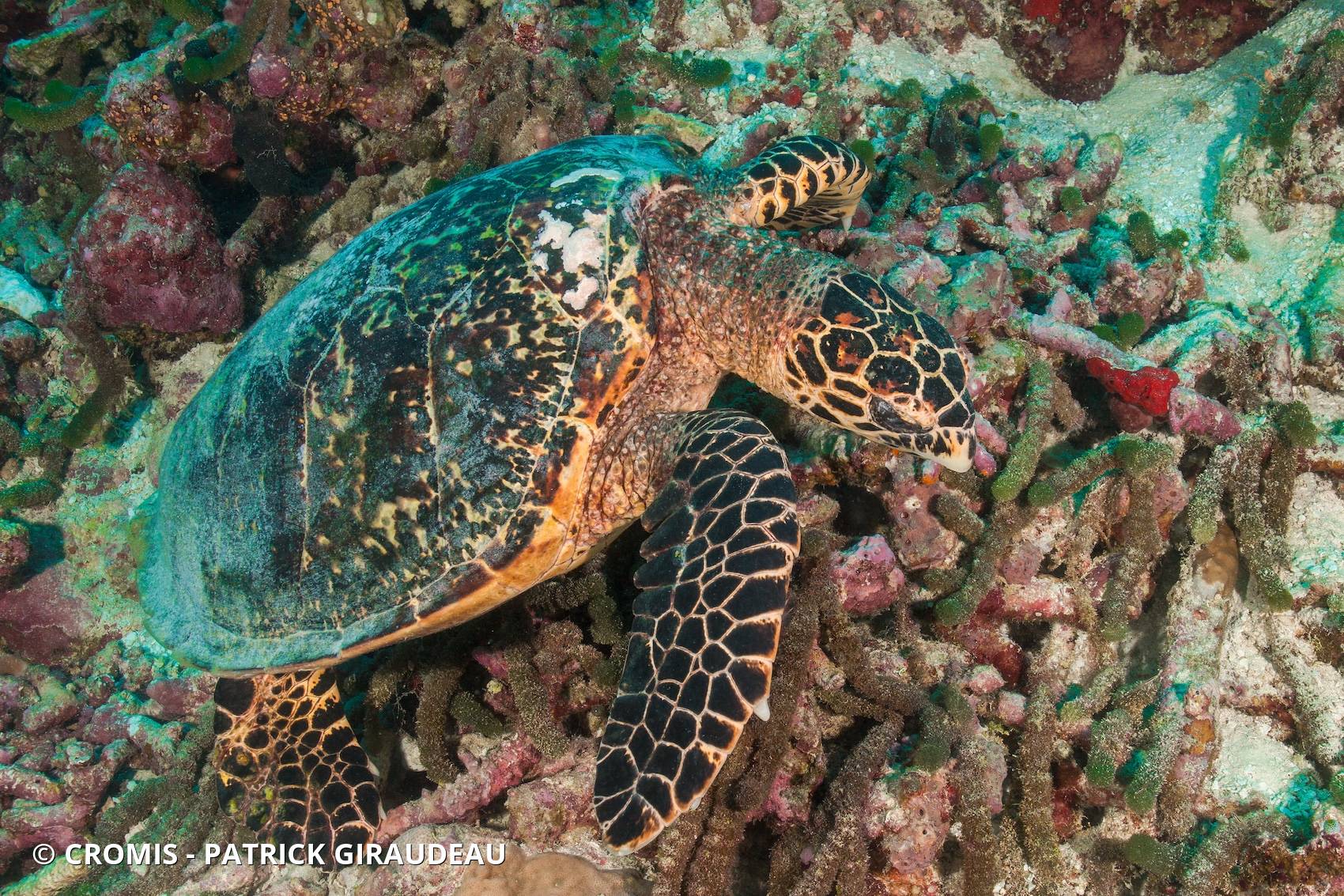 Tortue imbriquée