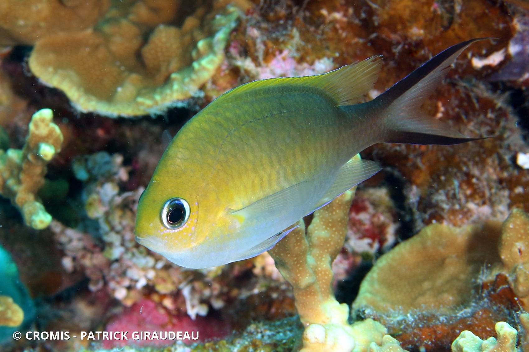 Chromis à queue noire
