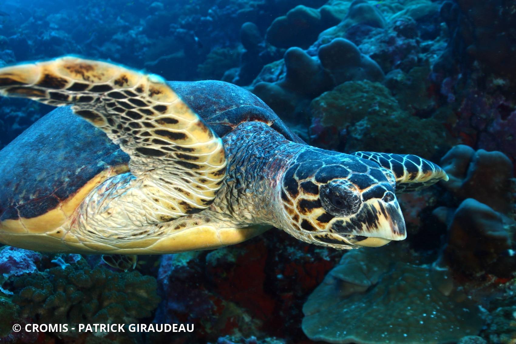Tortue imbriquée