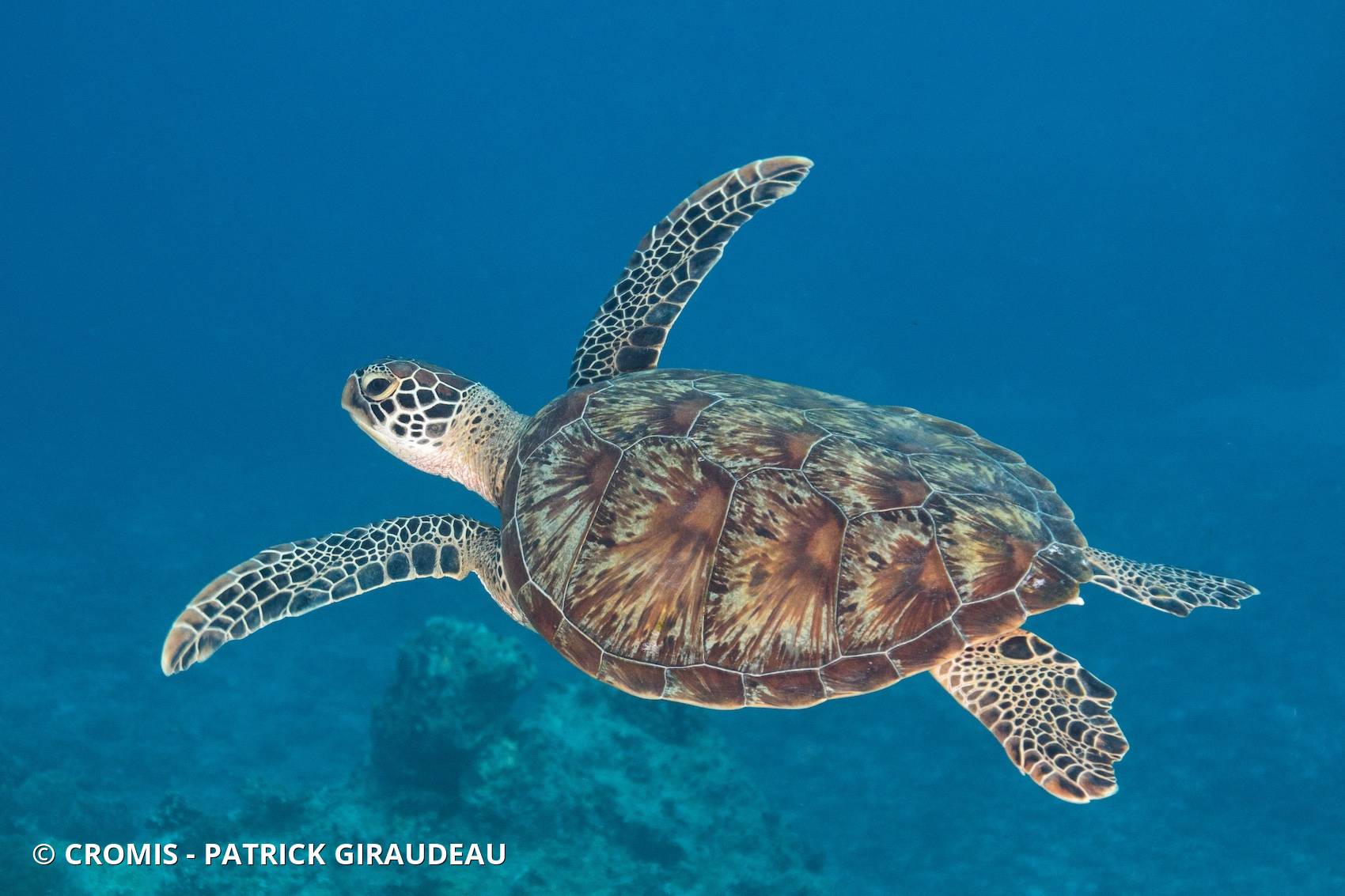 Tortue imbriquée