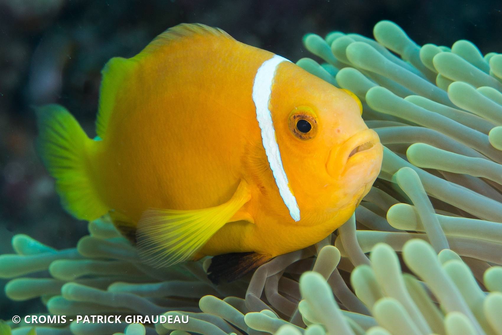 Poisson-clown des Maldives