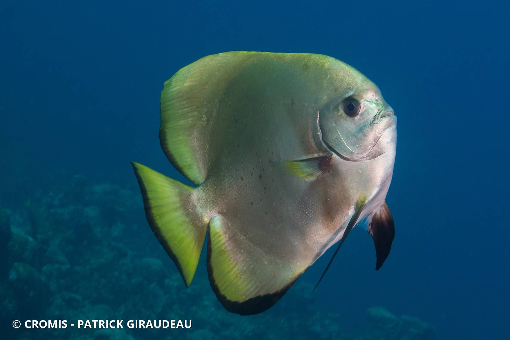 Platax orbiculaire