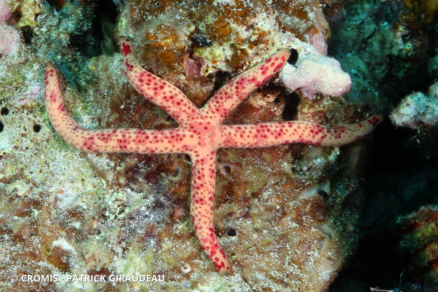 Comète de mer