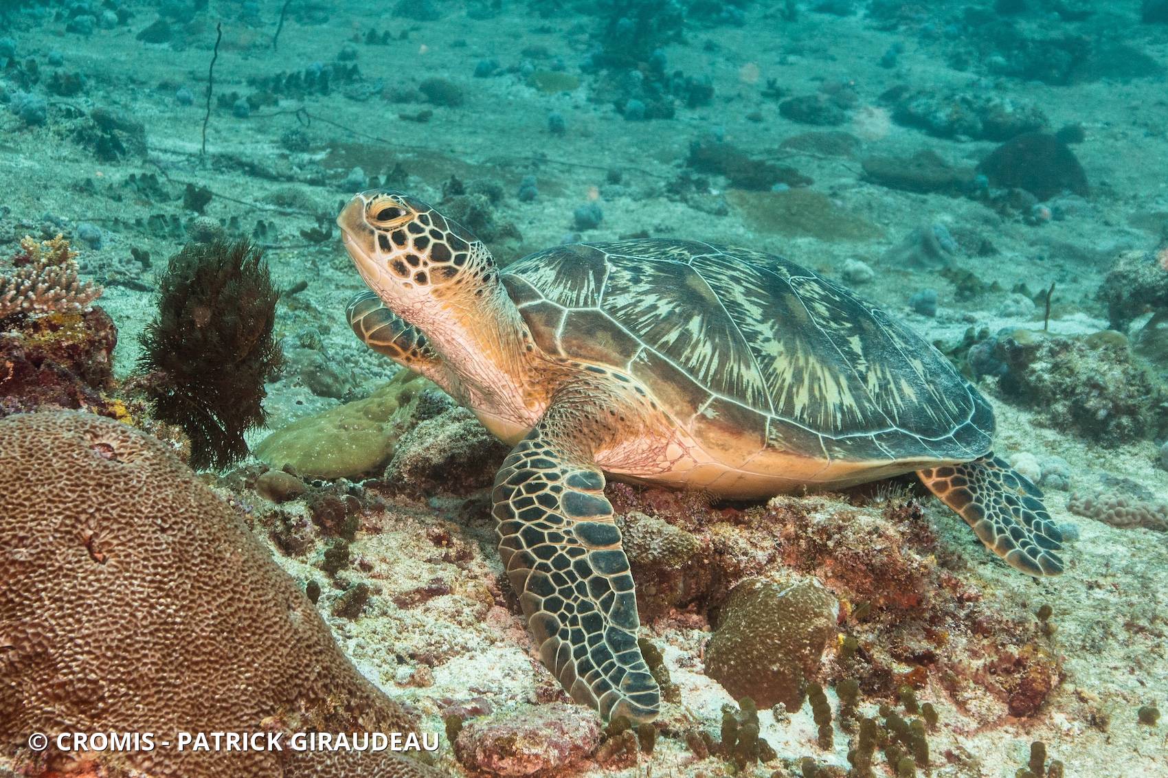 Tortue verte