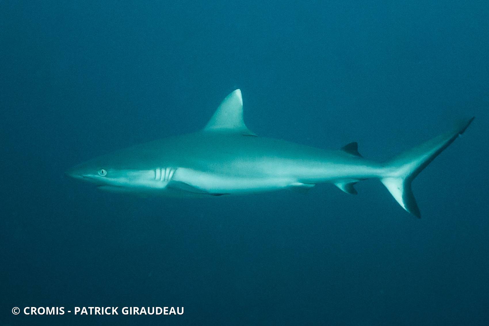 Requin gris de récif