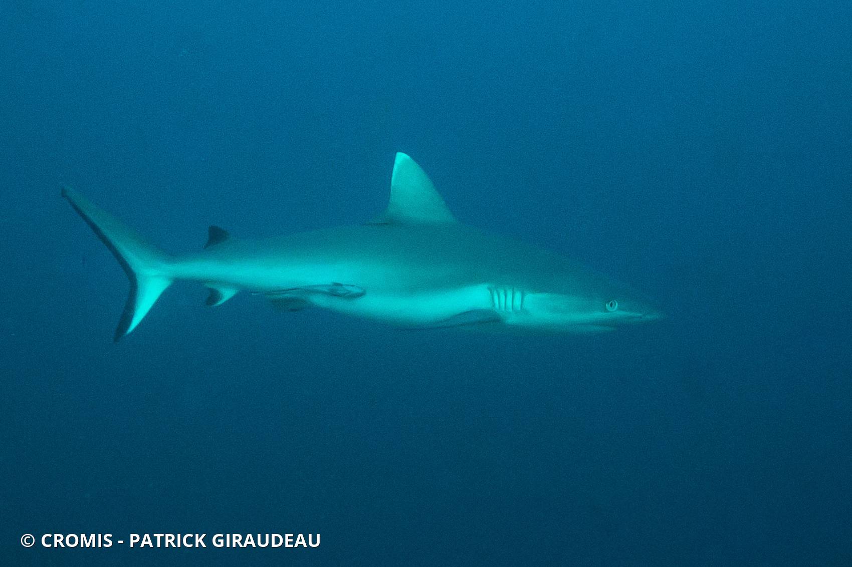 Requin gris de récif