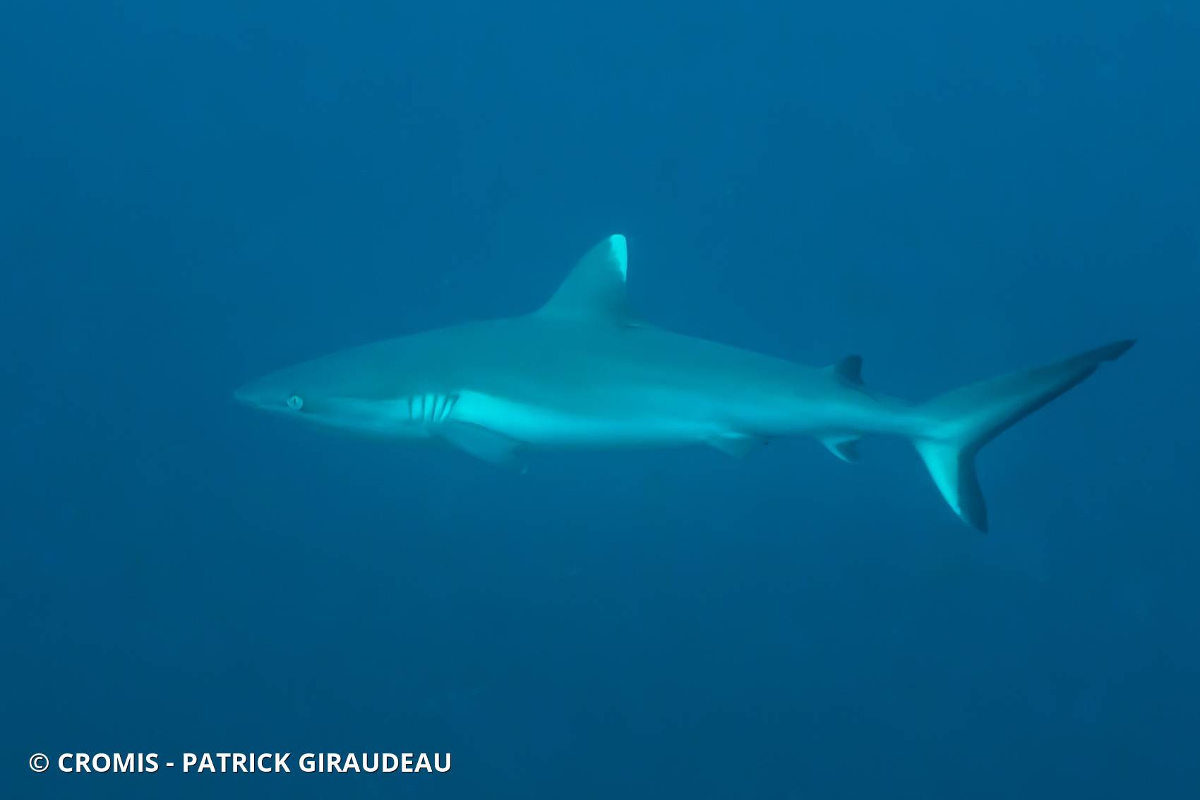 Requin gris de récif