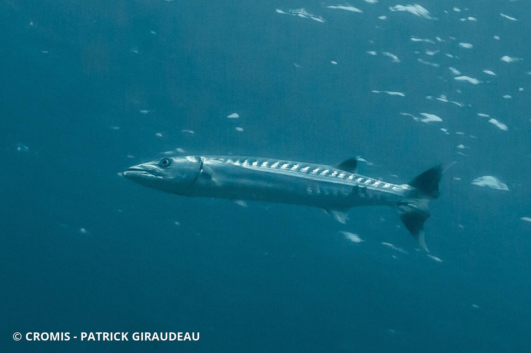 Barracuda à nageoires noires