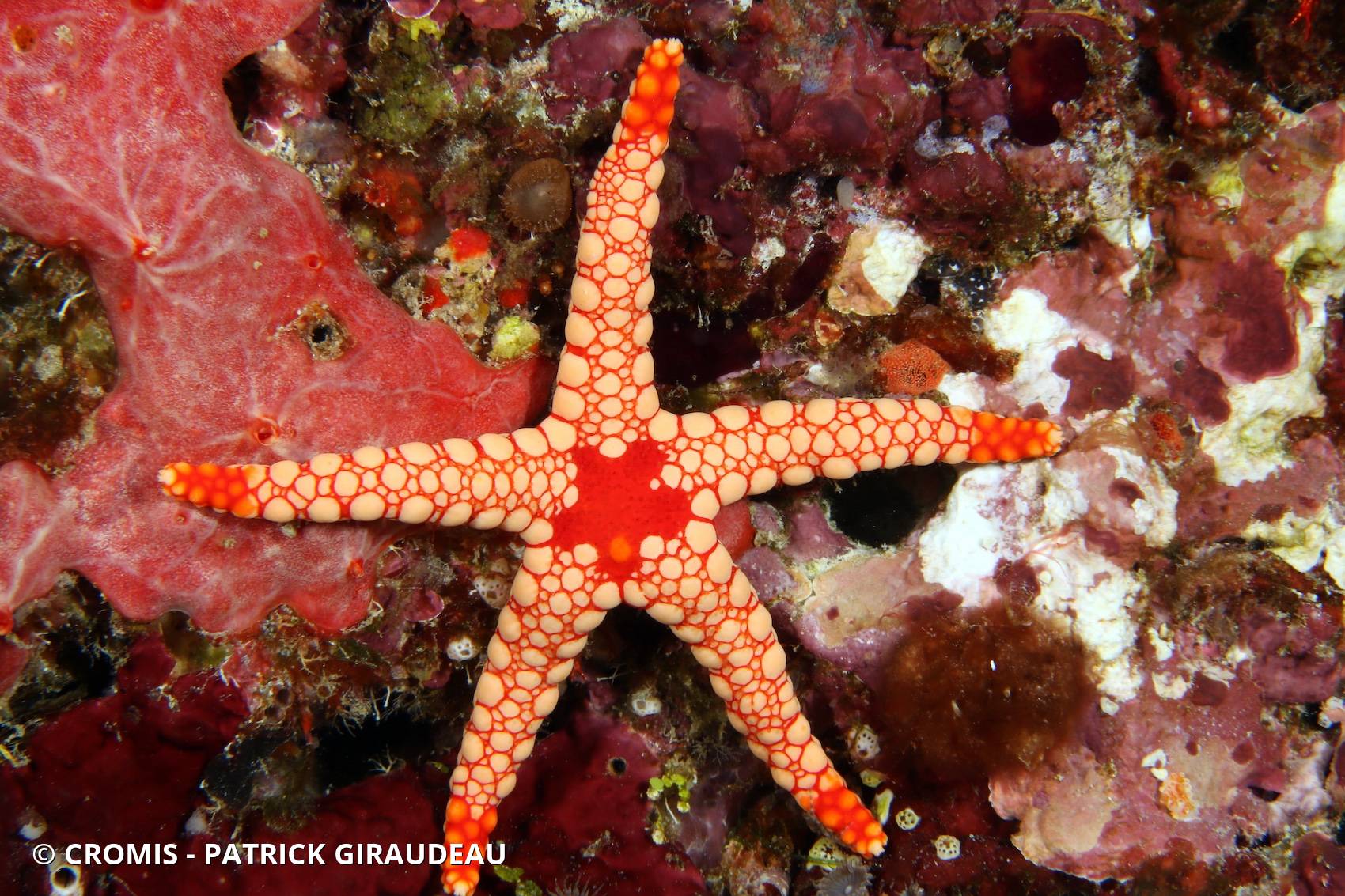 Etoile à mailles rouges