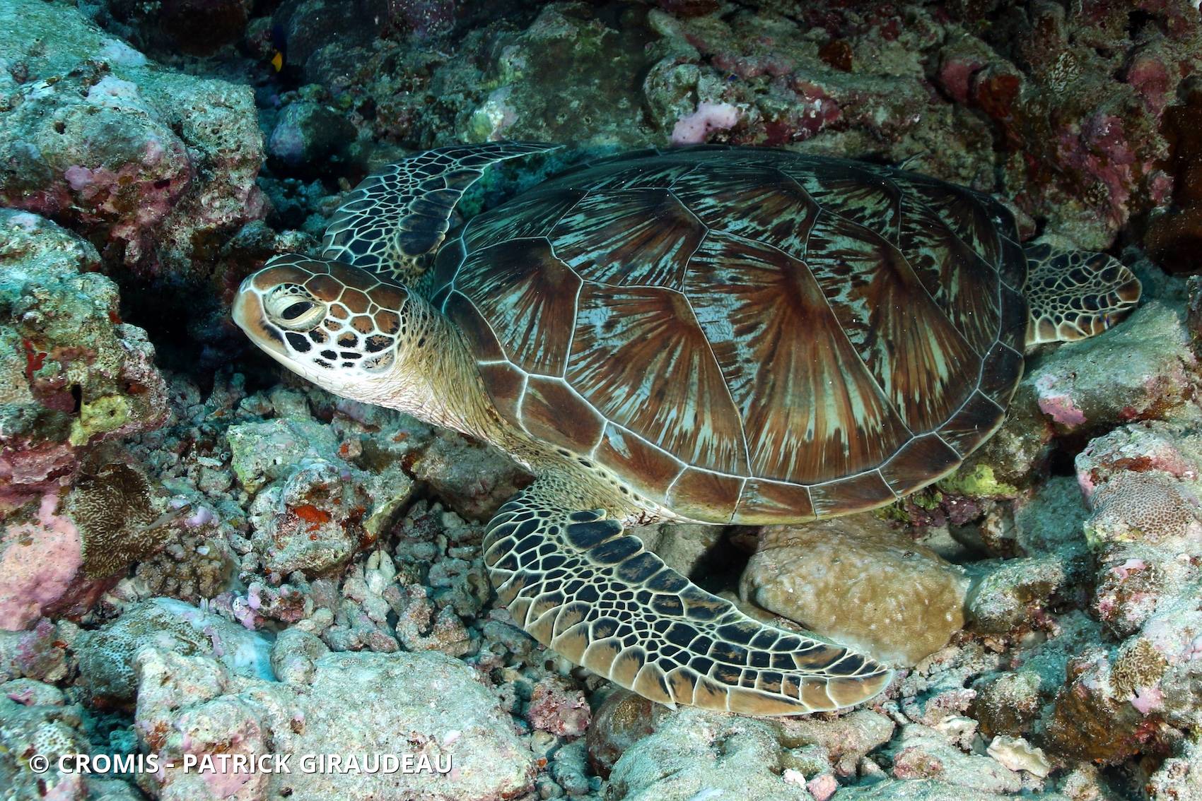 Tortue verte