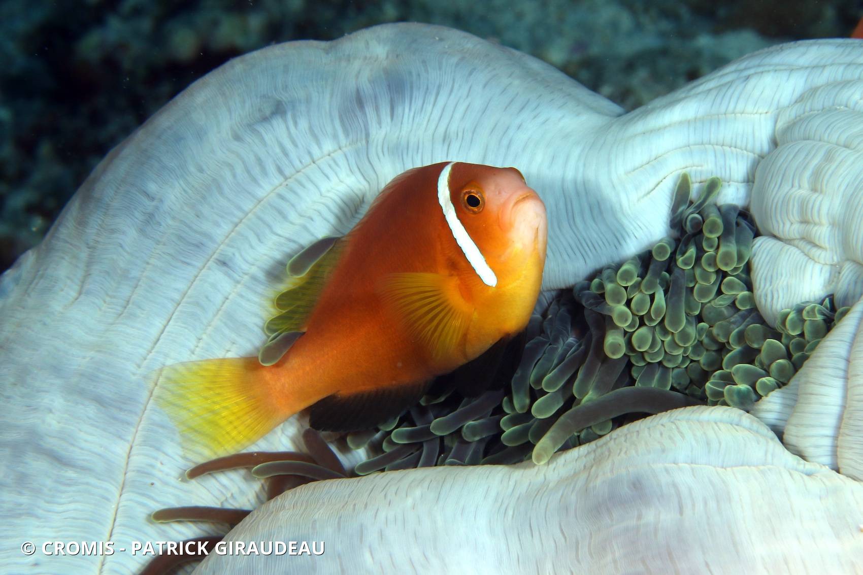 Poisson-clown des Maldives