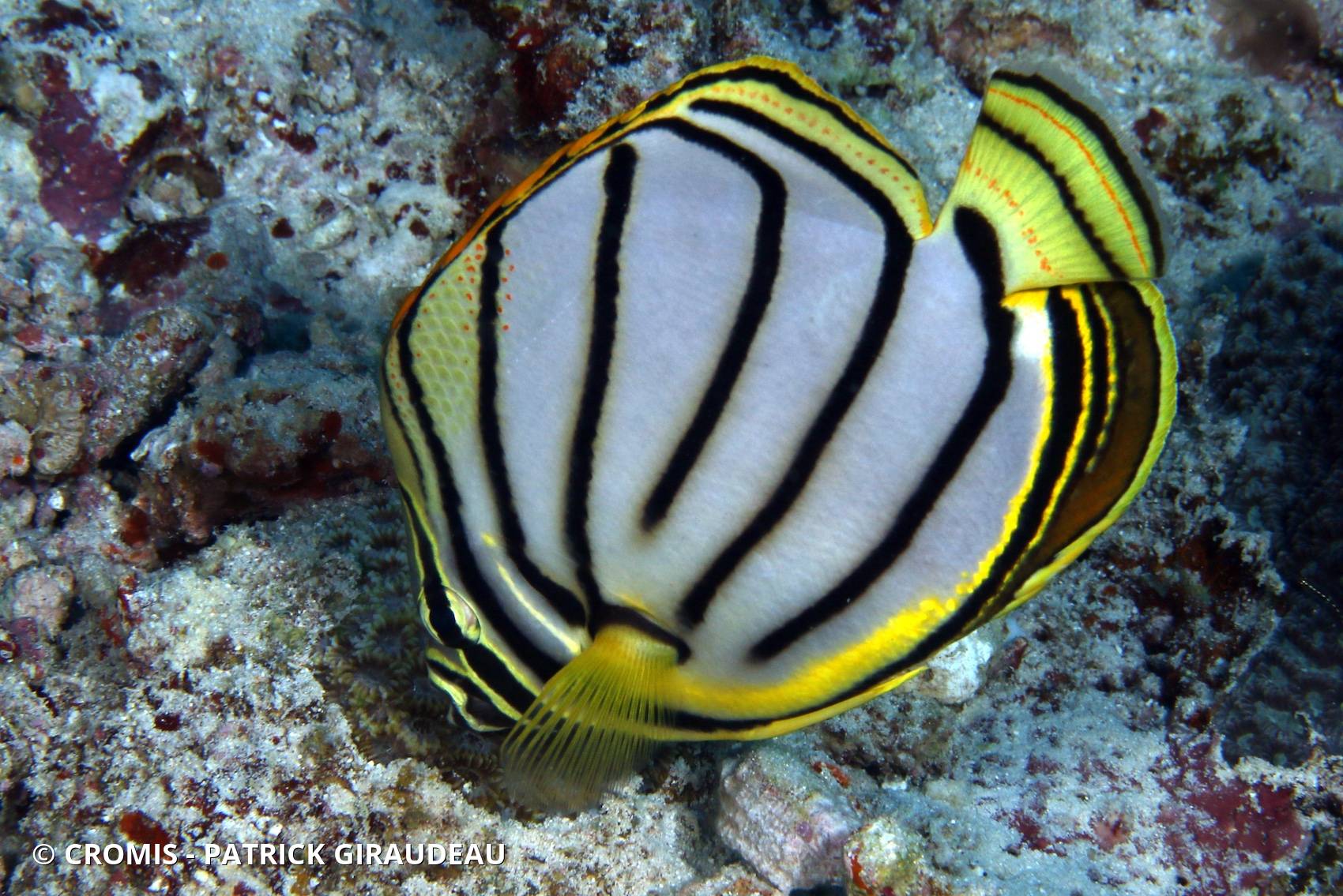 Poisson-papillon de Meyer
