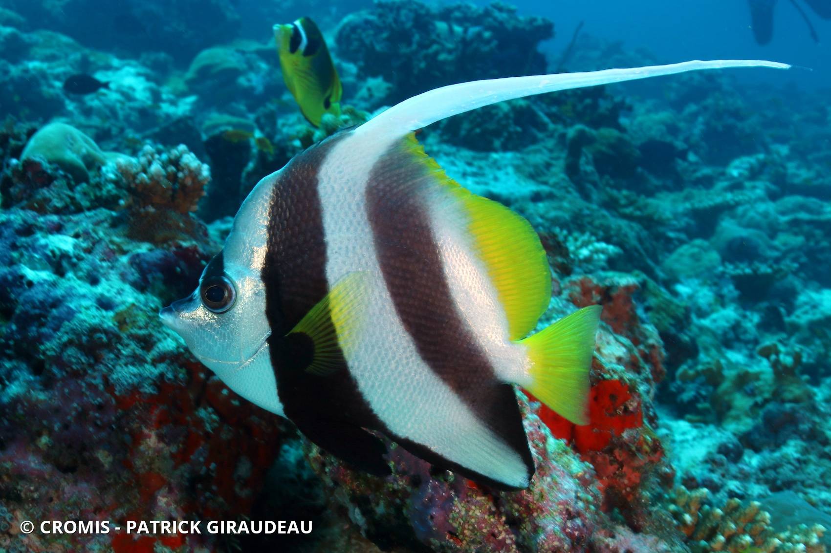 Poisson-cocher commun