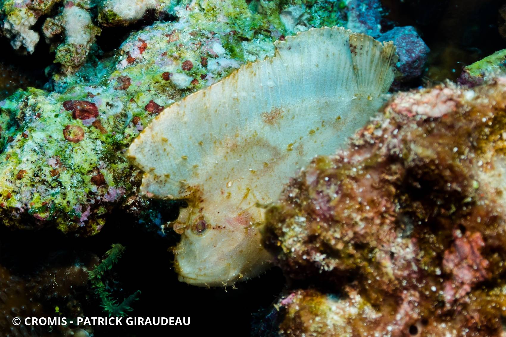 Poisson-scorpion feuille
