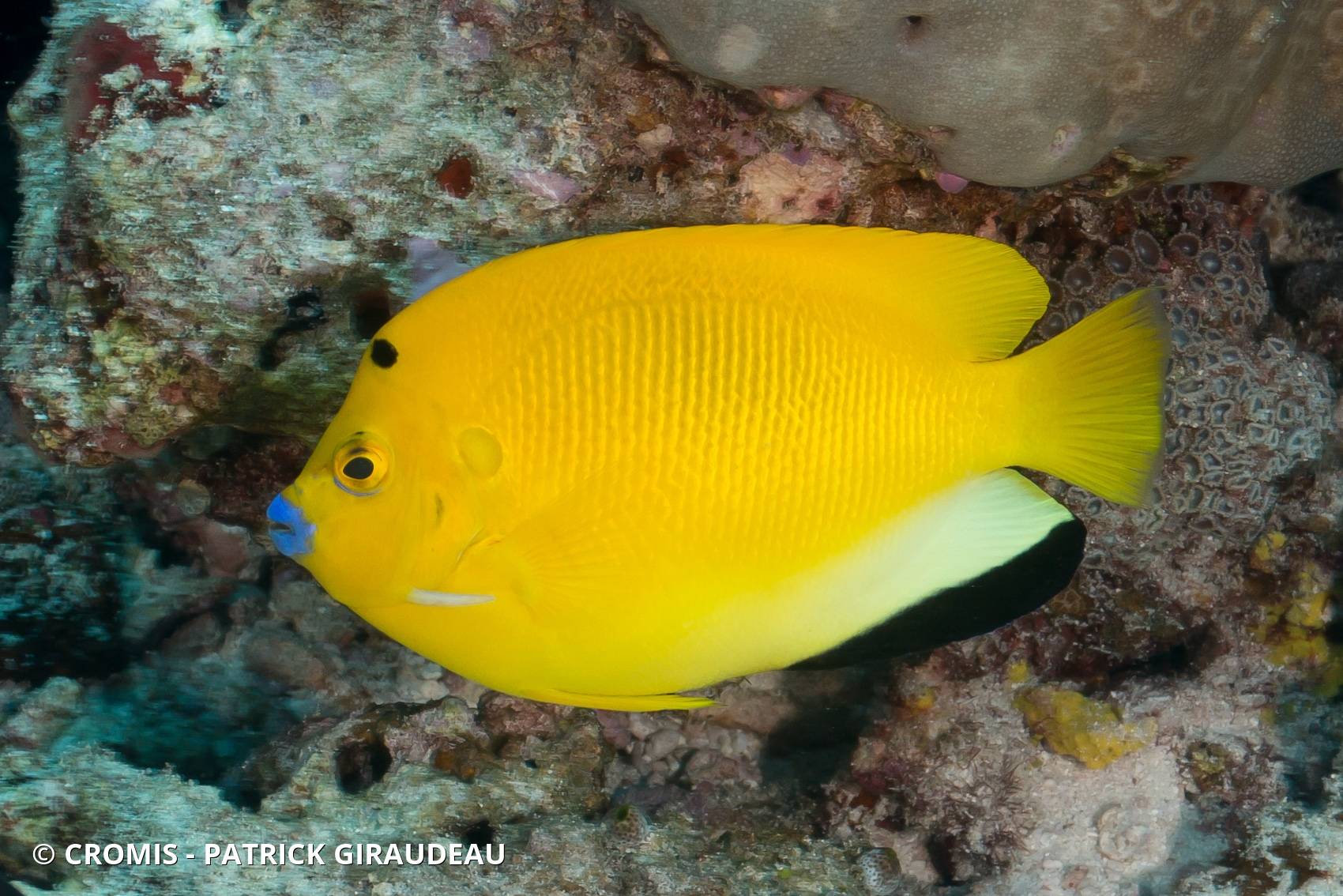 Poisson-ange à trois taches