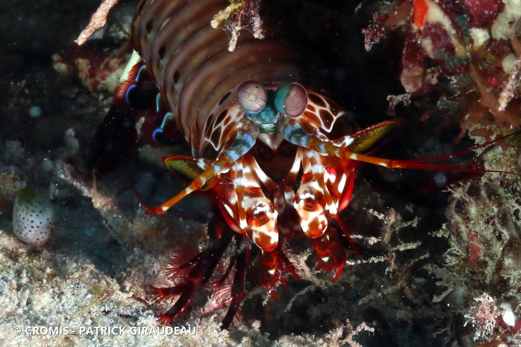 Mante de mer paon