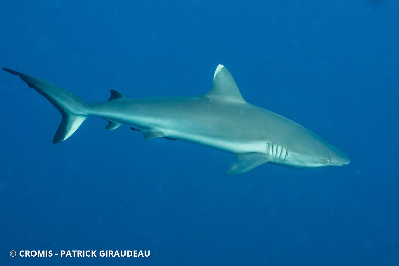 Requin gris de récif