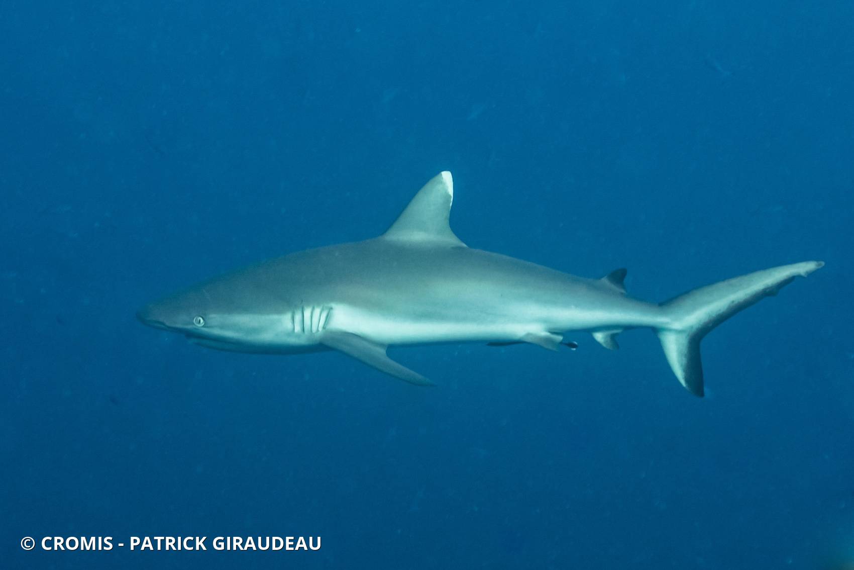 Requin gris de récif