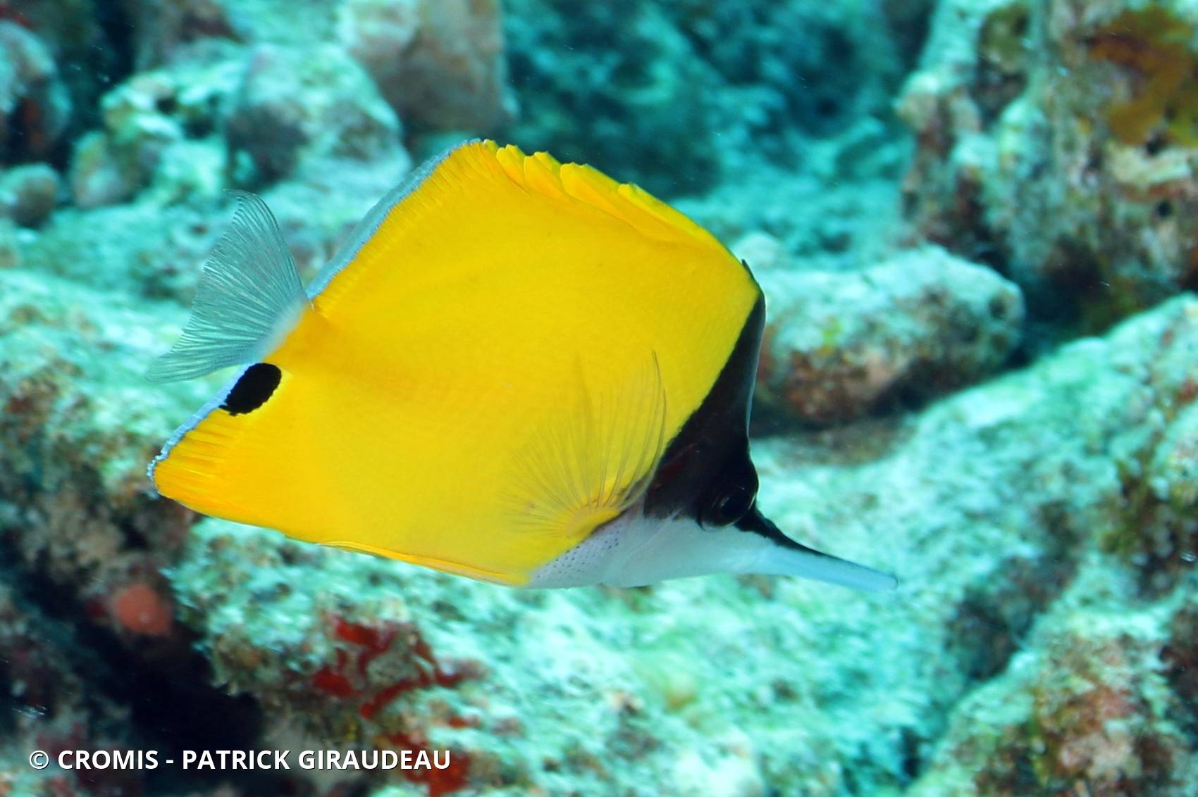 Poisson-pincette jaune