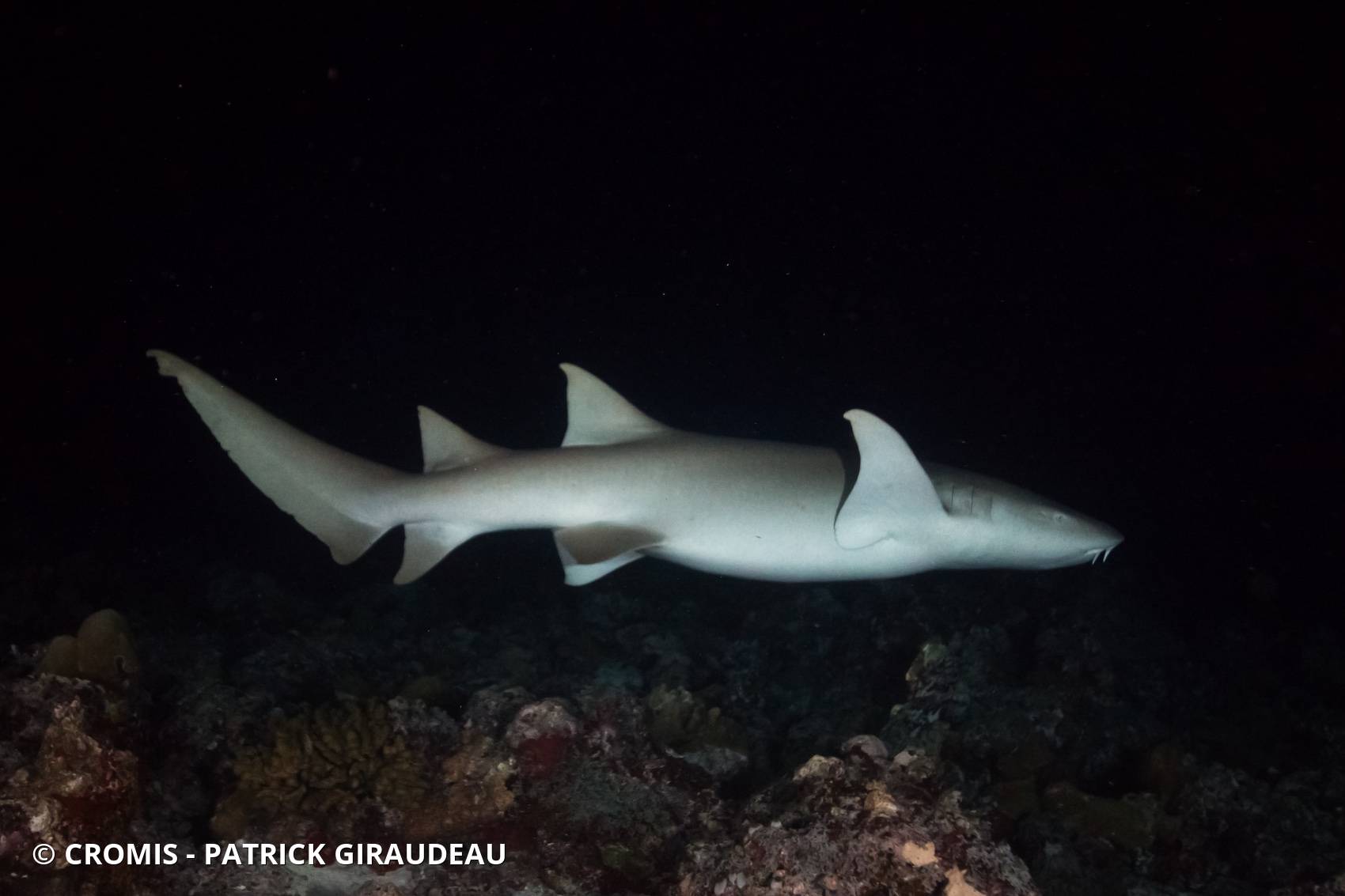 Requin nourrice fauve