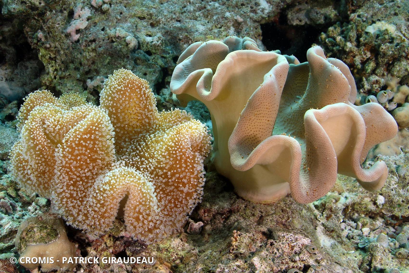 Alcyonaire champignon