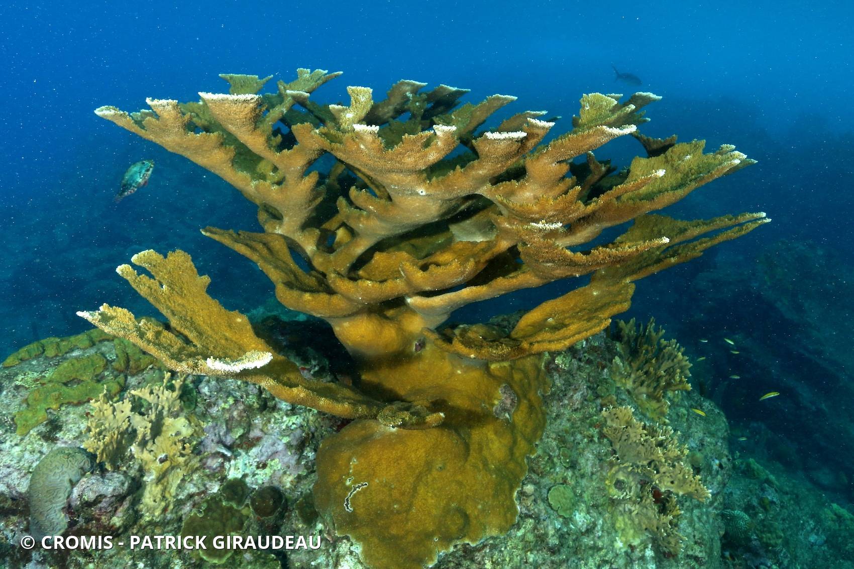 Corail corne d'élan