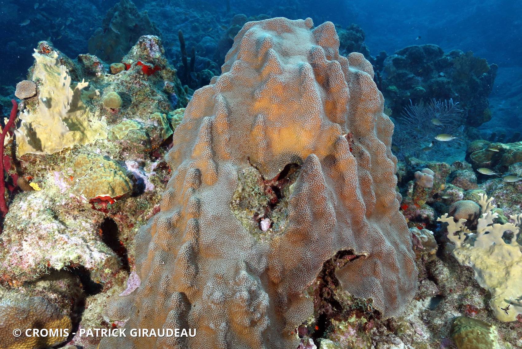 Corail étoilé à bosses