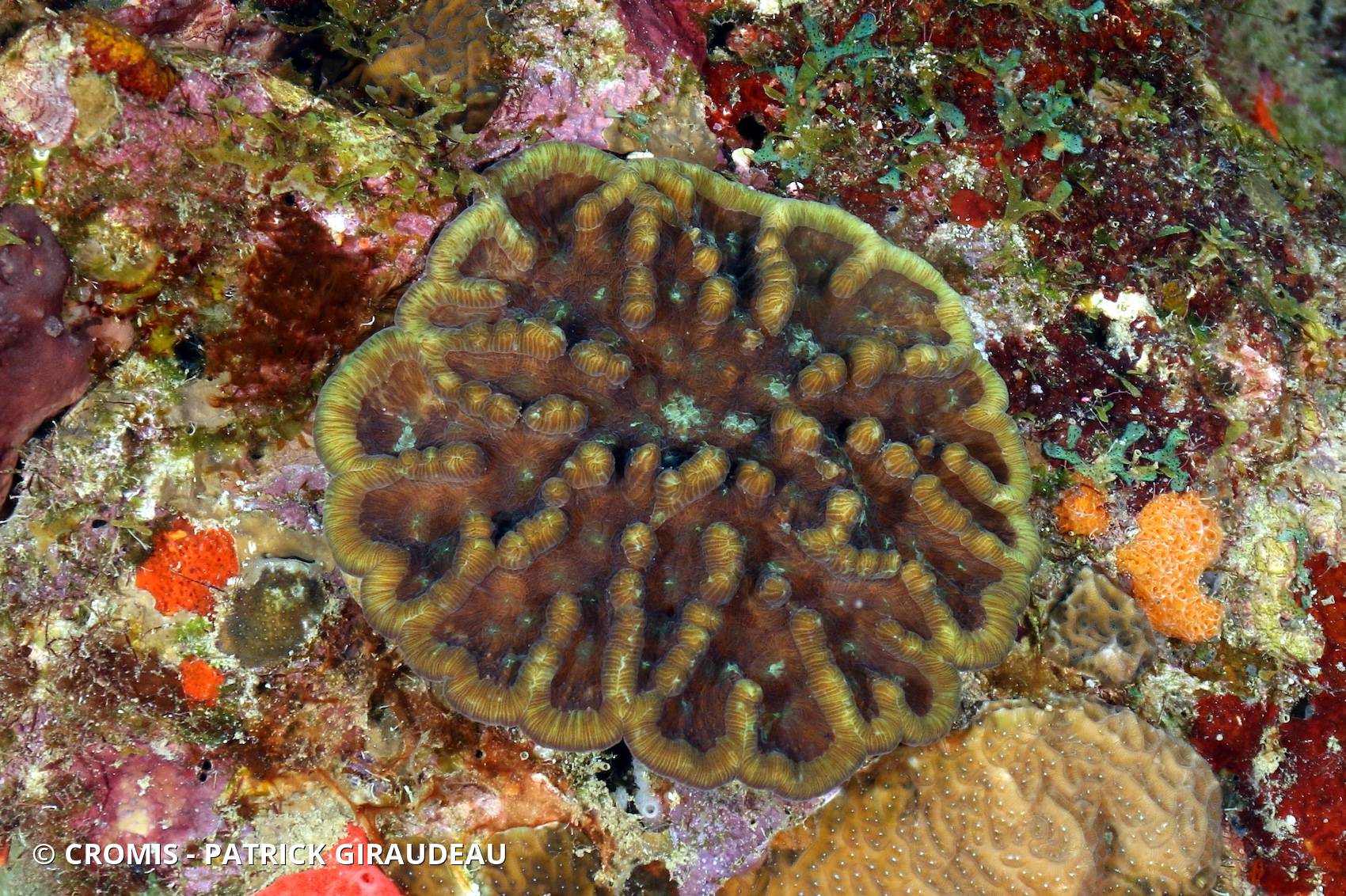 Corail cactus rugueux