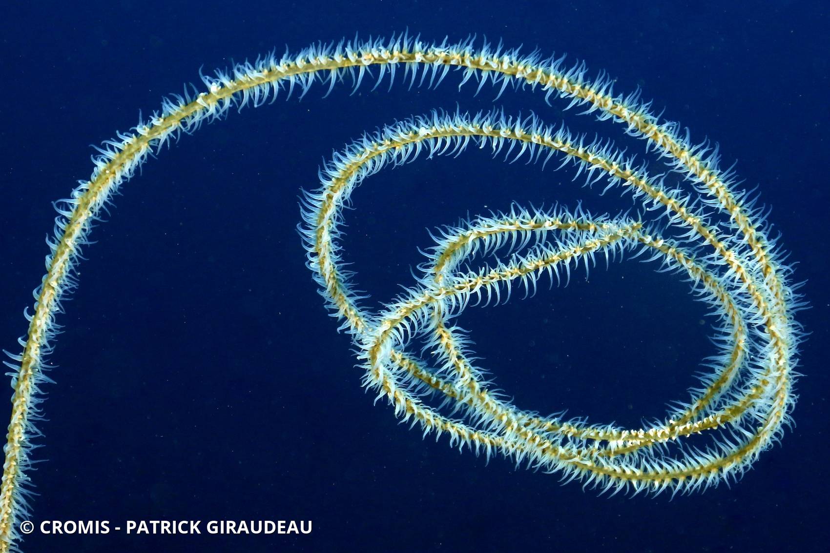 Corail fil de fer