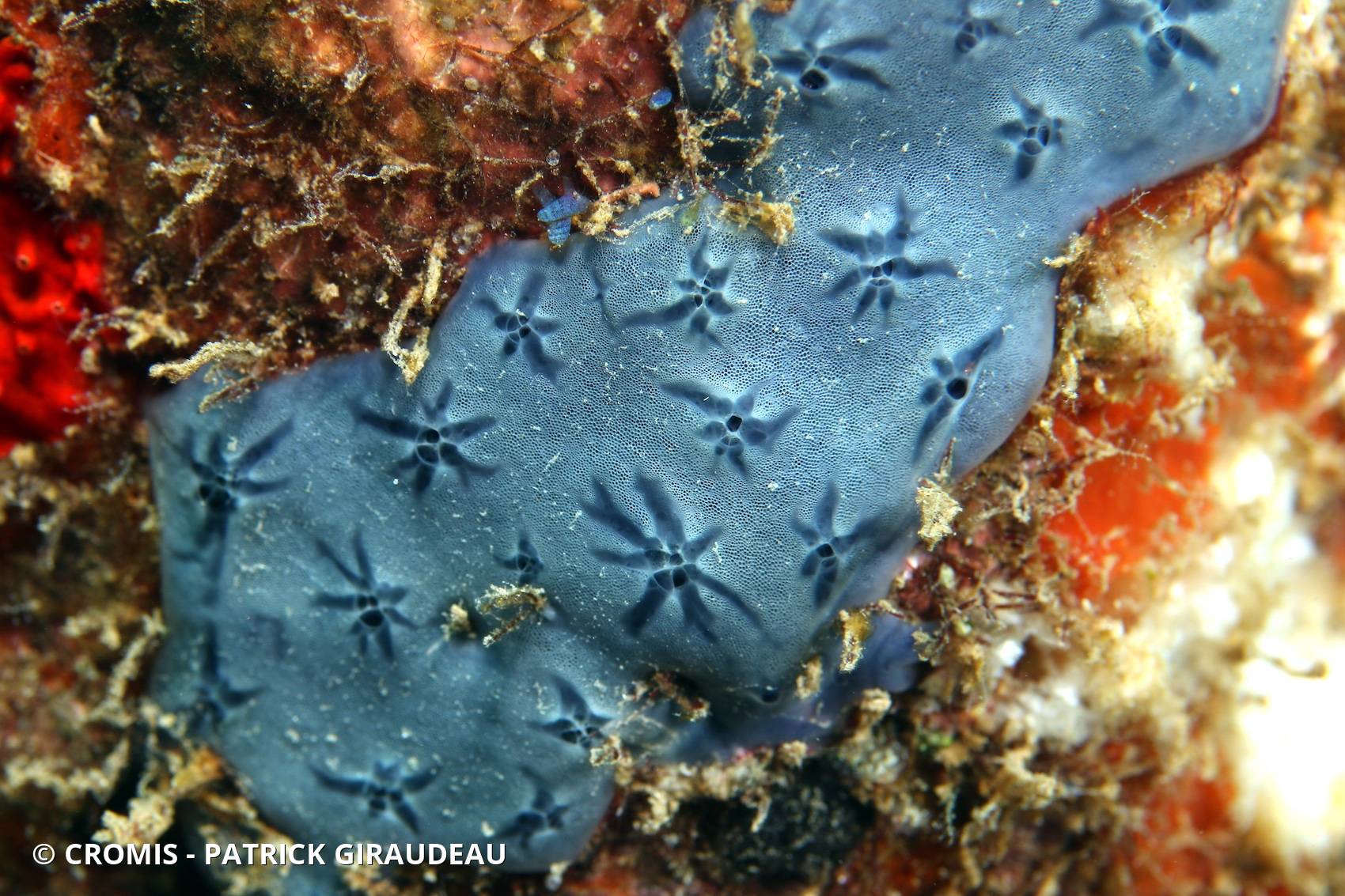 Eponge étoilée bleue