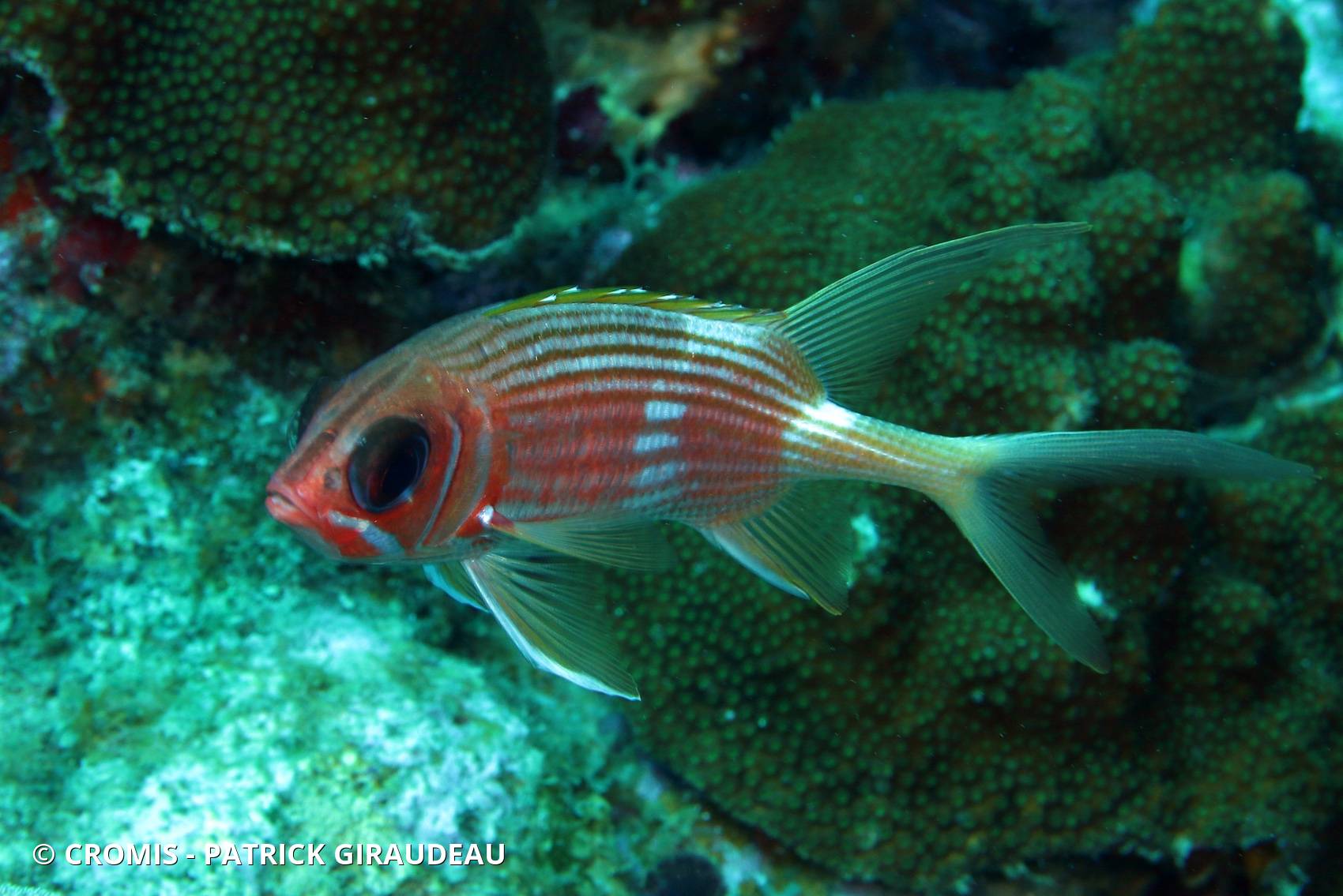 Cardinal blanc