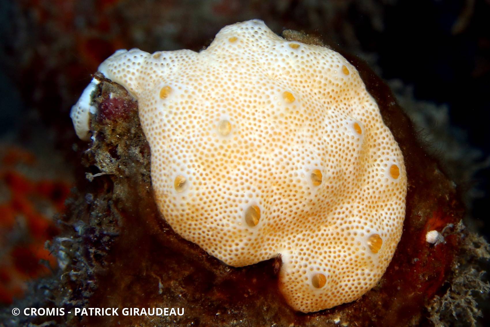 Didemnum conchyliatum