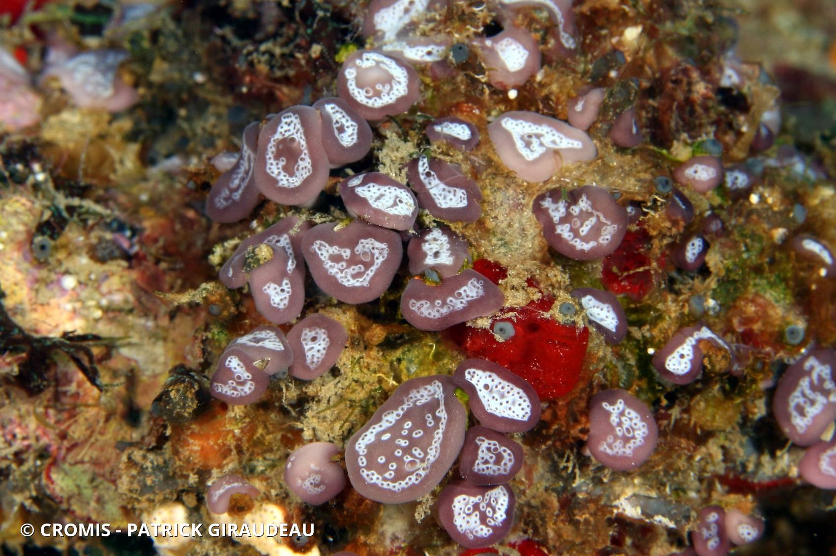 Trididemnum à cyanobactérie