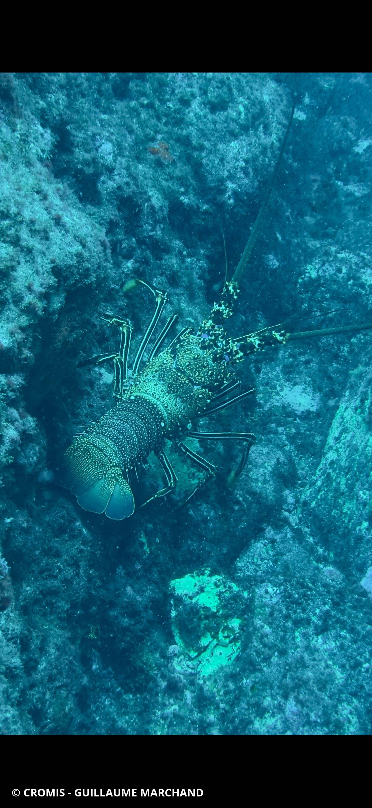 Langouste marron