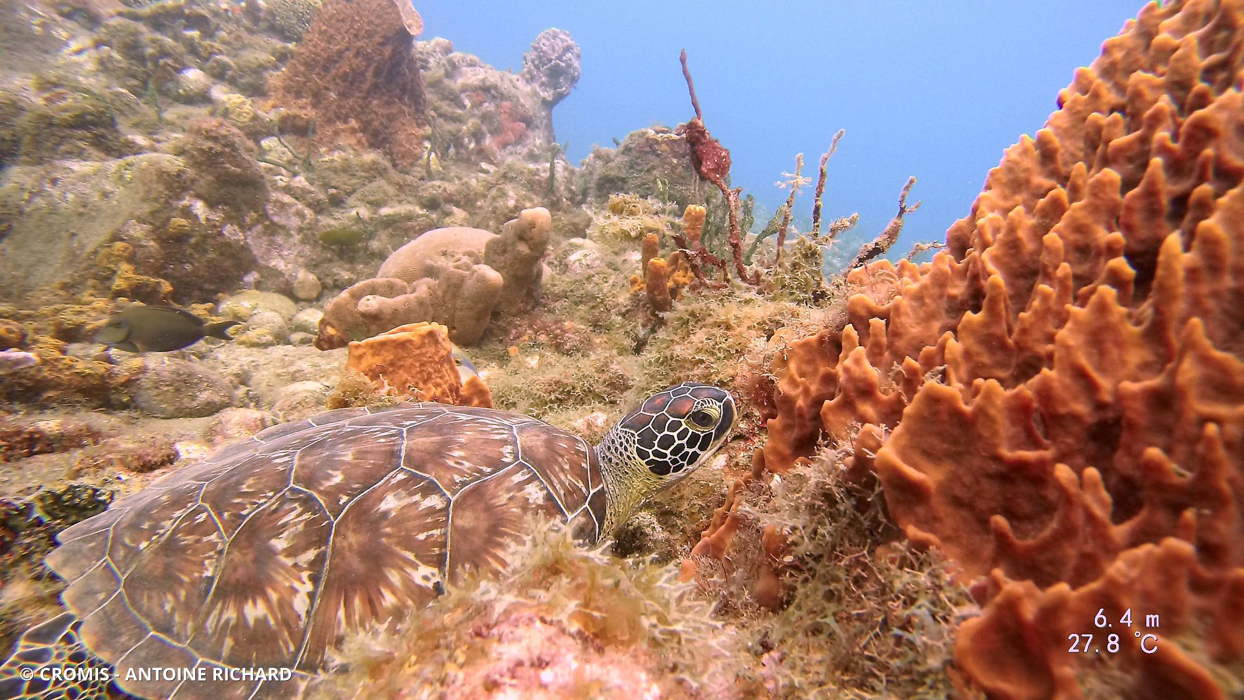 Tortue verte