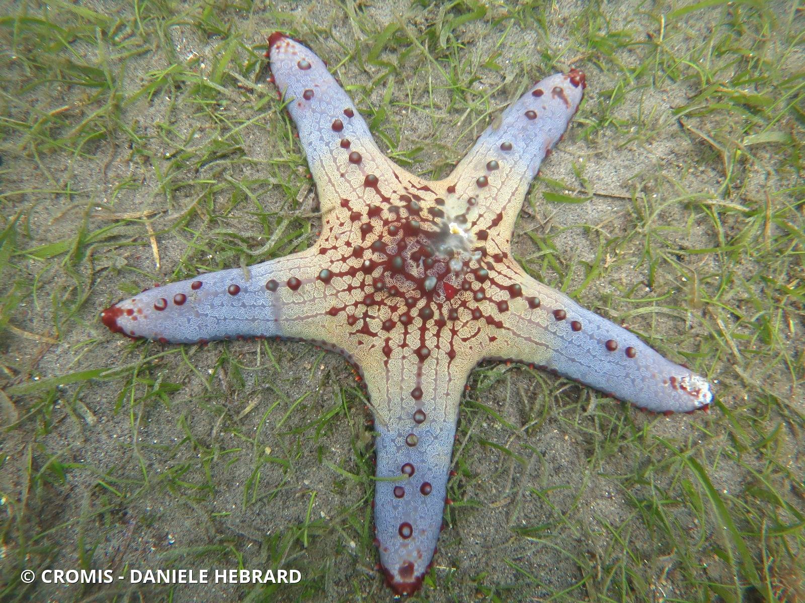 Etoile de mer à cornes du Pacifique