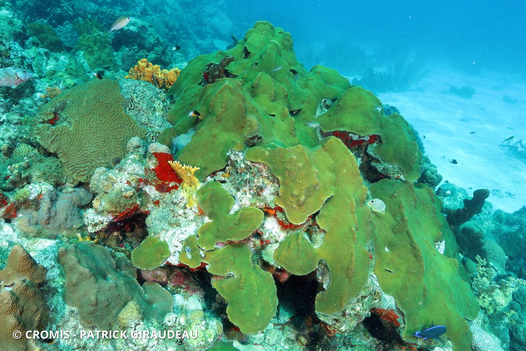 Corail étoilé à bosses