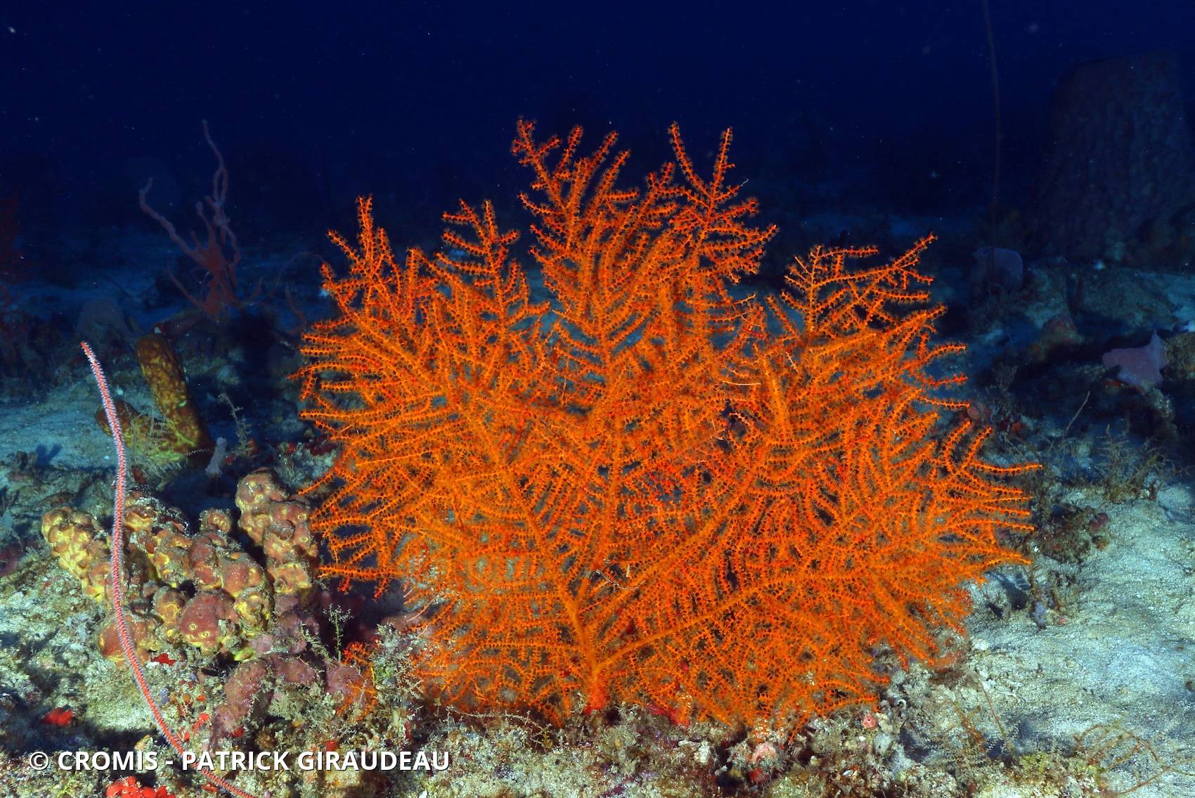 Gorgone éventail orange des profondeurs