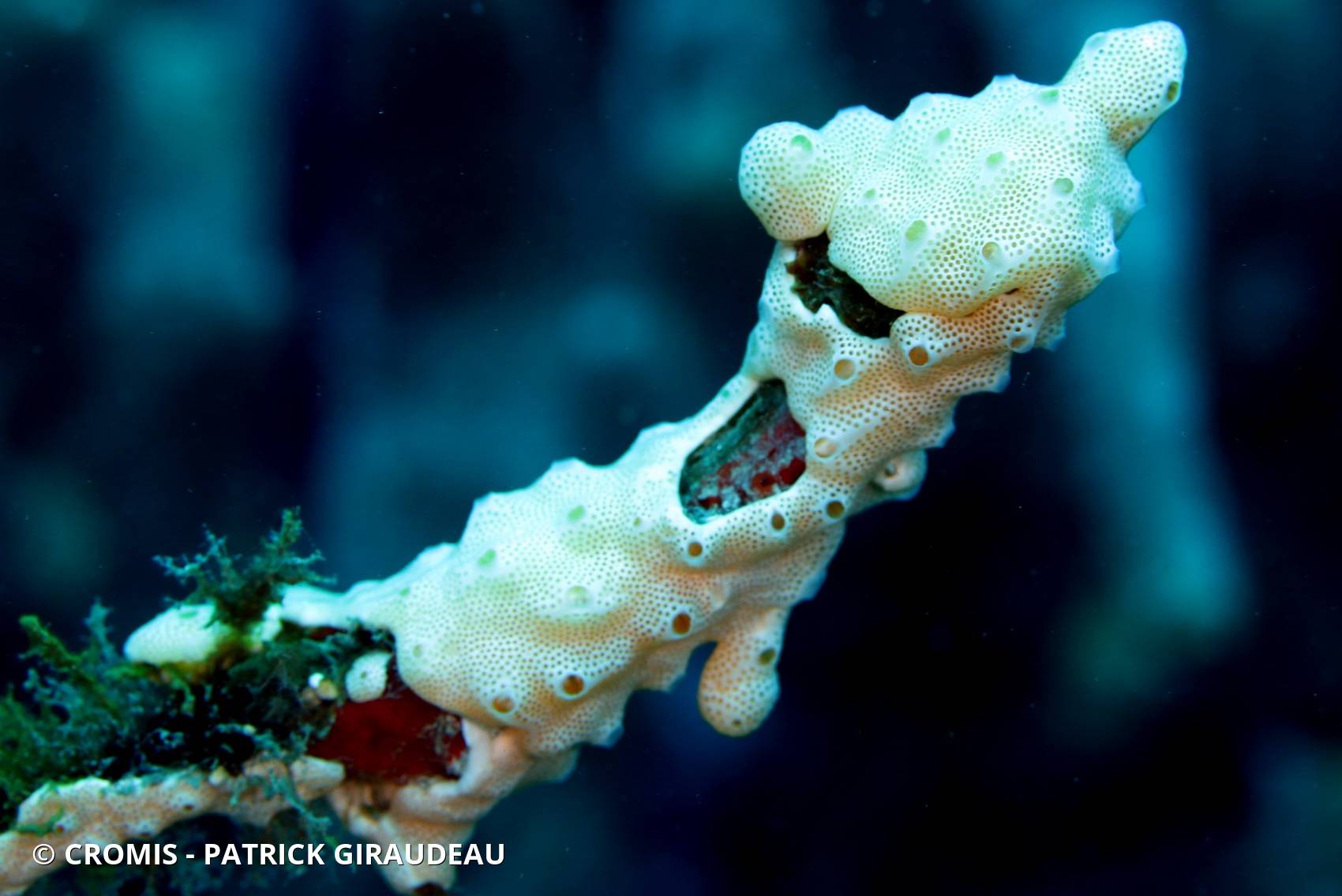 Didemnum conchyliatum