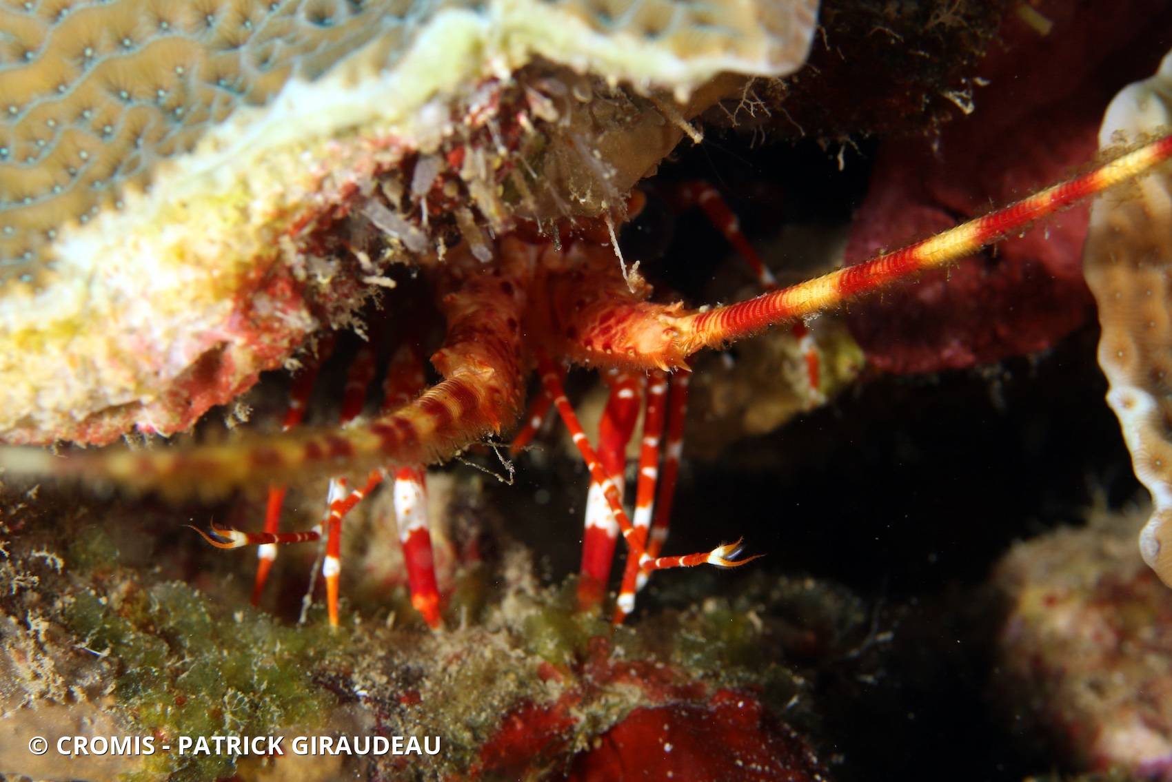 Langouste à bandes rouges