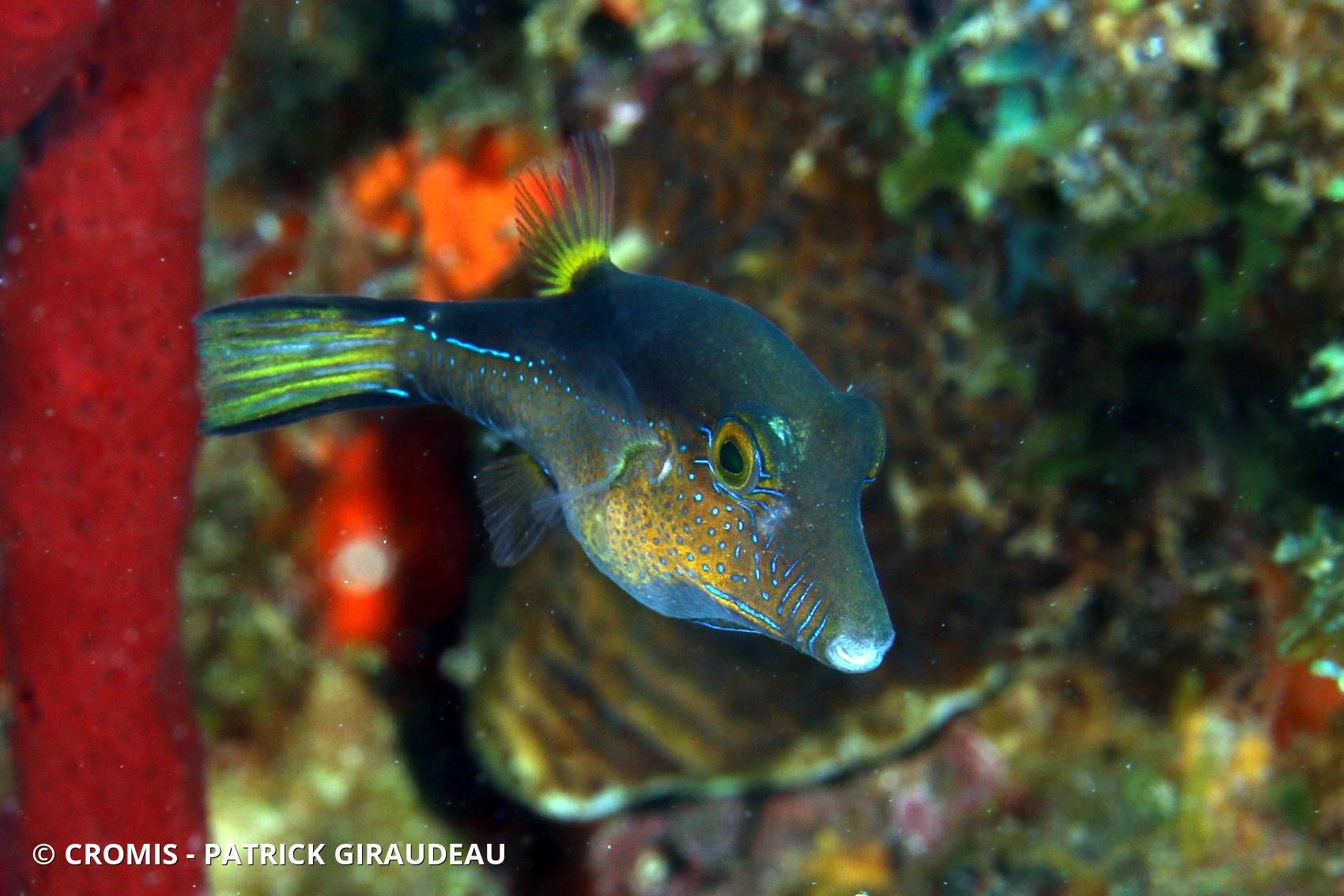 Canthigaster des Caraïbes